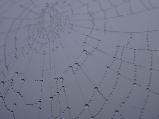 Morning Dew on Spider Web
