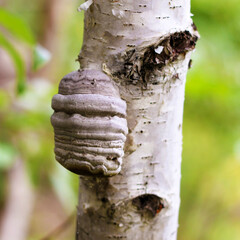 Polypore fungus on a tree, polypore also known as tinder fungus, spunk, touchwood, conk, laetiporus