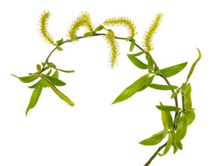 Blooming willow branch isolated on white, Salix matsudana Tortuosa  © emilio100