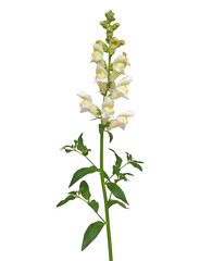 Snapdragon flower isolated on white background, Antirrhinum majus