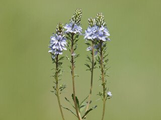 Prostrate speedwell or rock speedwell with pale blue flower, Veronica prostrata