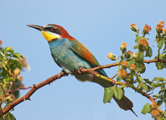 European bee-eater standing on a branch, Merops apiaster