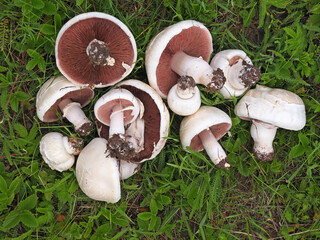 Fresh harvested field mushroom on the meadow. Agaricus campestris