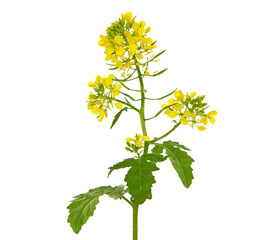 Blooming plant of White mustard isolated on white background. Sinapis alba