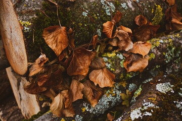 pile of sawed pine wood, duo-tone image