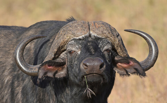 Face To Face With An African Buffalo Or Cape Buffalo (Syncerus Caffer)