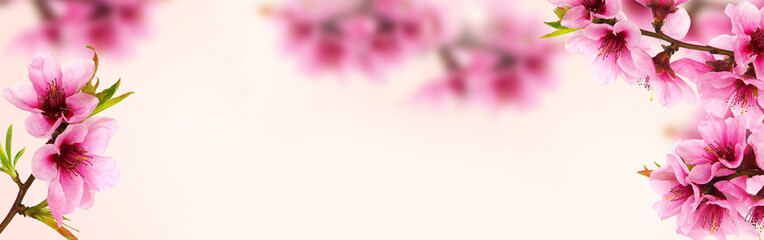 Floral frame of pink peach blossom in spring, wide panoramic view