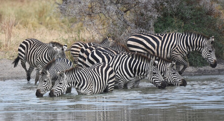 Fototapeta na wymiar Tarangire National Park, Tanzania: Zebras drinking at waterhole