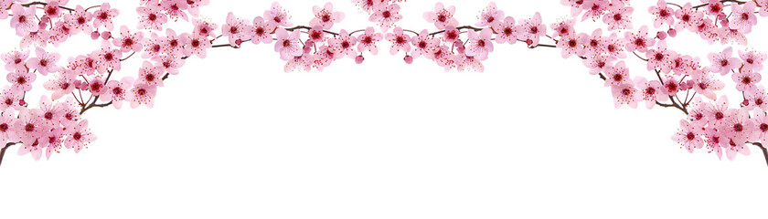 Pink cherry blossom frame and blank space, panoramic view