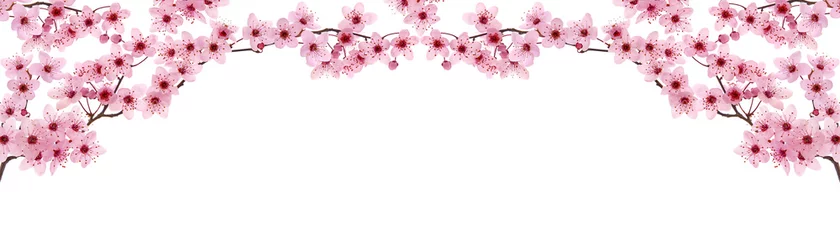 Fototapeten Pink cherry blossom frame and blank space, panoramic view © emilio100