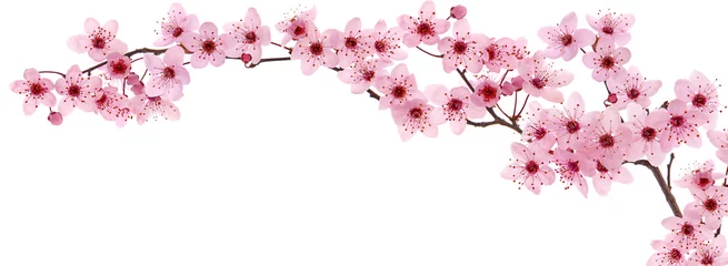 Gordijnen Pink cherry blossom branch in spring, isolated on white © emilio100