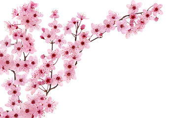 Pink cherry blossom in spring and blank space isolated on white background