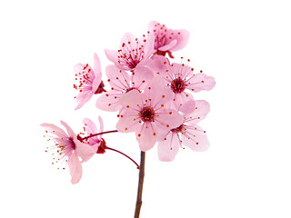 Pink cherry blossom branch in spring isolated on white
