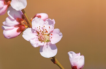 Naklejka premium Pink peach blossom in spring
