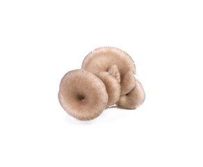 oyster mushroom isolated on white background