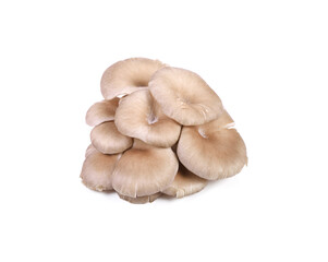 oyster mushroom isolated on white background