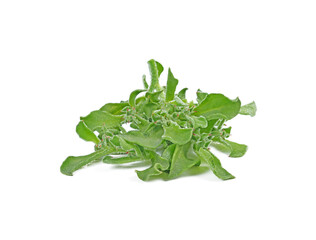 ice plant vegetable green leaf isolated on white background.