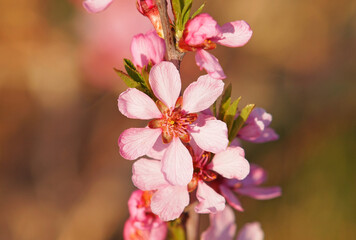 Naklejka na ściany i meble Dwarf Russian almond blossom in spring, Prunus tenella
