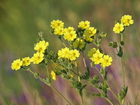 Yellow flowers of wild Sulphur cinquefoil. Potentilla recta