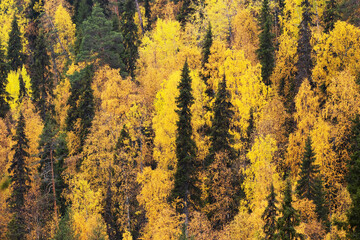 Autumn foliage in Finnish Lapland, Northern Europe	