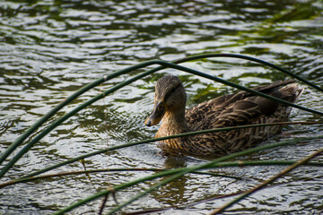 Female mallard duck in the water behind tall grass