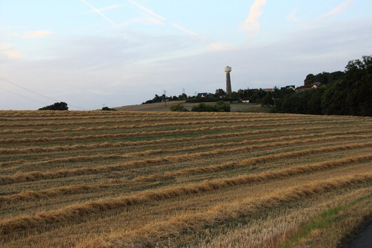 Champ de paille le soir