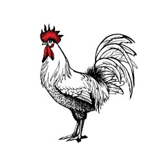 Rooster vector graphics . Rooster illustration of a graphic liner, engraved in vintage style. illustration for farms and production, eco product, natural. Label for chicken of the product.