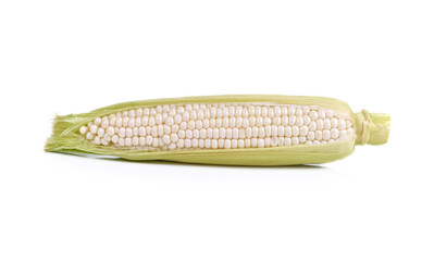 Fresh white sweet corns on a white background, Hokkaido pure white corn