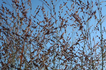 decorative grass against blue sky