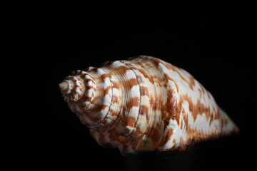Spiral seashell of a snail, with squared spots, on a black background