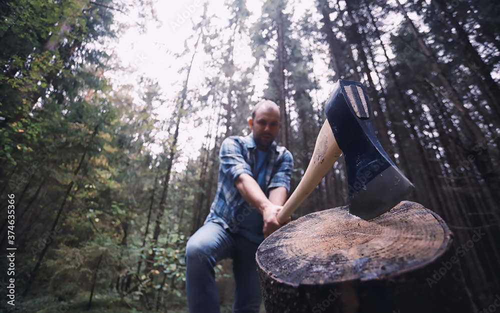 Wall mural Male lumberjack in the forest. A professional woodcutter inspects trees for felling.