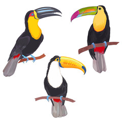 Realistic vector hand drawn illustration tropical  toucan bird. Colorful tropic birds isolated on white with watercolor effect © Kamila