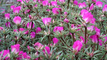 Fototapeta premium magenta flowers in the garden