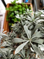 fresh herbs in a garden