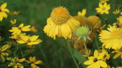 yellow flowers in the garden