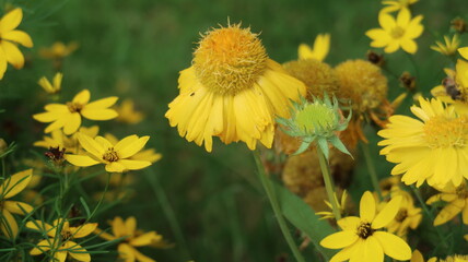 yellow flowers in the garden