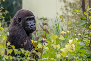 a gorilla sitting in bushes