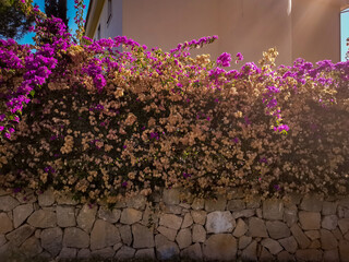 weathered pink bougainville flower growing on wall - 374635984