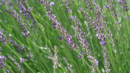 lavender field in garden