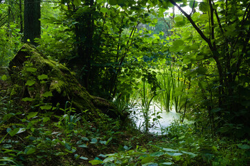 A cove on the Zemborzycki Reservoir on a summer day.