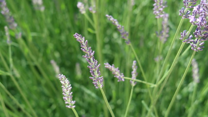 lavender field in garden