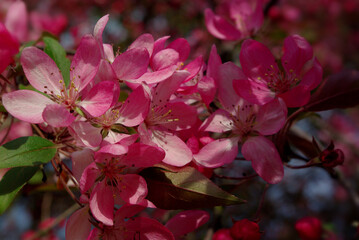 Kwitnące różowe kwiaty wiśni w słoneczny wiosenny poranek.