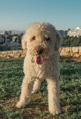 Perro de agua blanco sacando la lengua