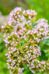 
Oregano bloom on an alpine hill. Close-up. Place for an inscription. The background.