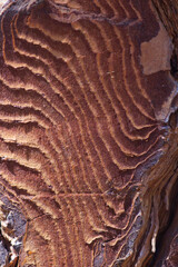 Corte en corteza de pio mostrando la textura interna y las vetas