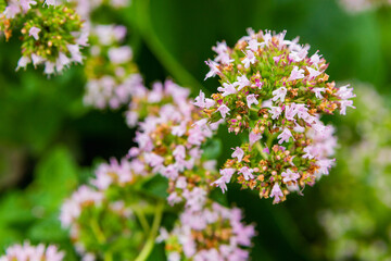 
Oregano bloom on an alpine hill. Close-up. Place for an inscription. The background.