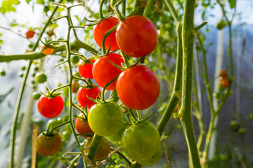Bunches of growing red cherry tomatoes illuminated by the sun at sunset