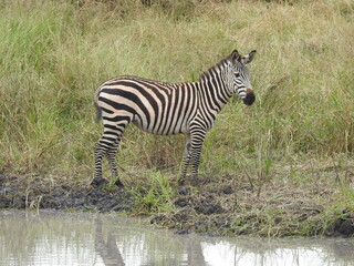zebra in the grass