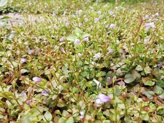 violet little  flowers in the garden