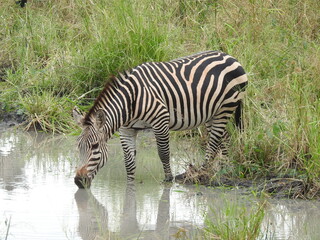 Fototapeta na wymiar zebra drinking water